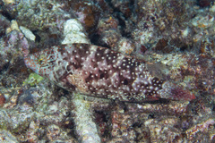 Cheilinus chlorourus