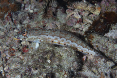 Parapercis clathrata