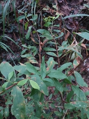 Hypericum nudiflorum