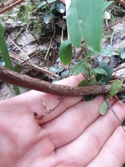 Hypericum nudiflorum