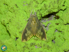 Castrica phalaenoides