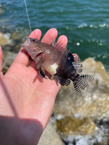 Belted Sandfish (Serranus subligarius) — Serranidae — 3