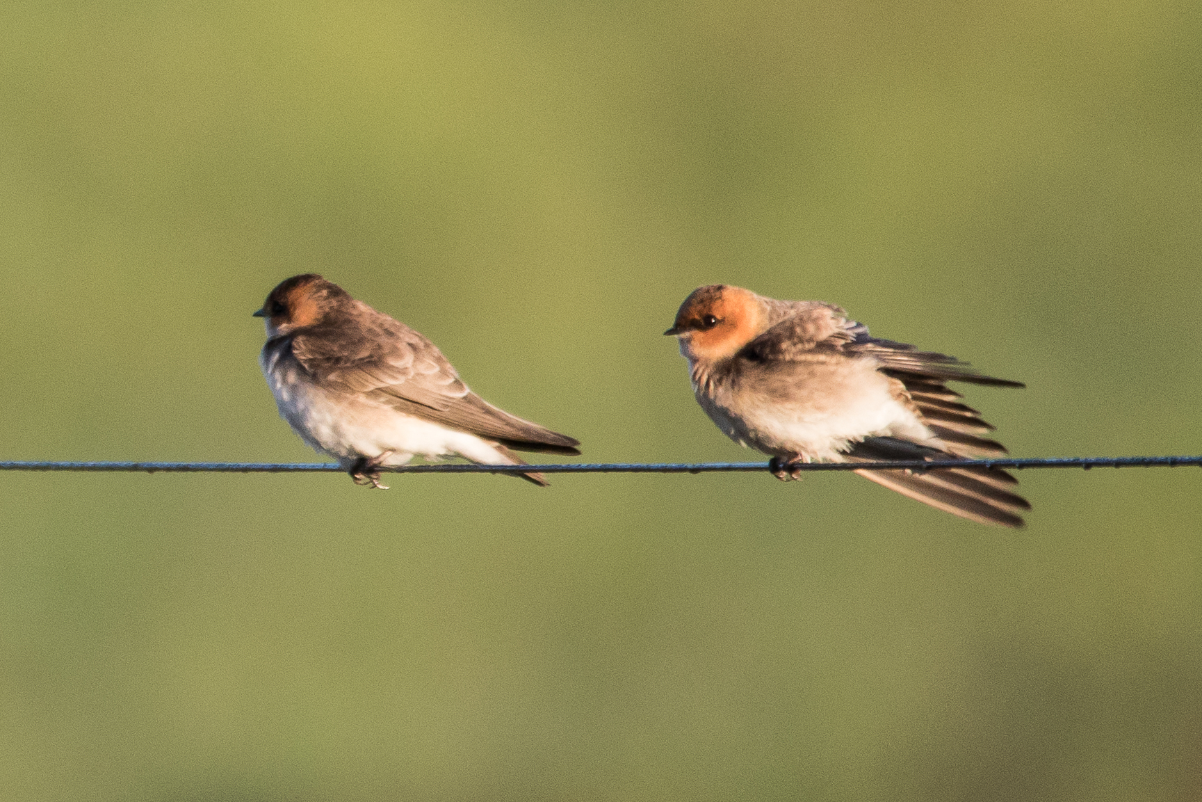 Tawny-headed Swallow (Alopochelidon fucata), photo 7