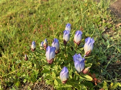 Gentiana platypetala