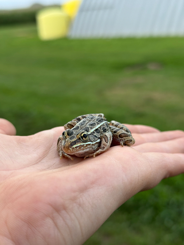 Northern Leopard Frog