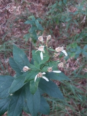 Doellingeria sericocarpoides