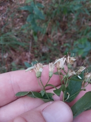 Doellingeria sericocarpoides