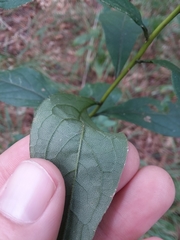 Doellingeria sericocarpoides