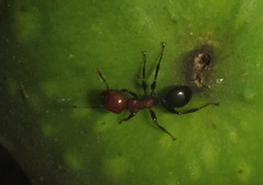 Atopomyrmex mocquerysi