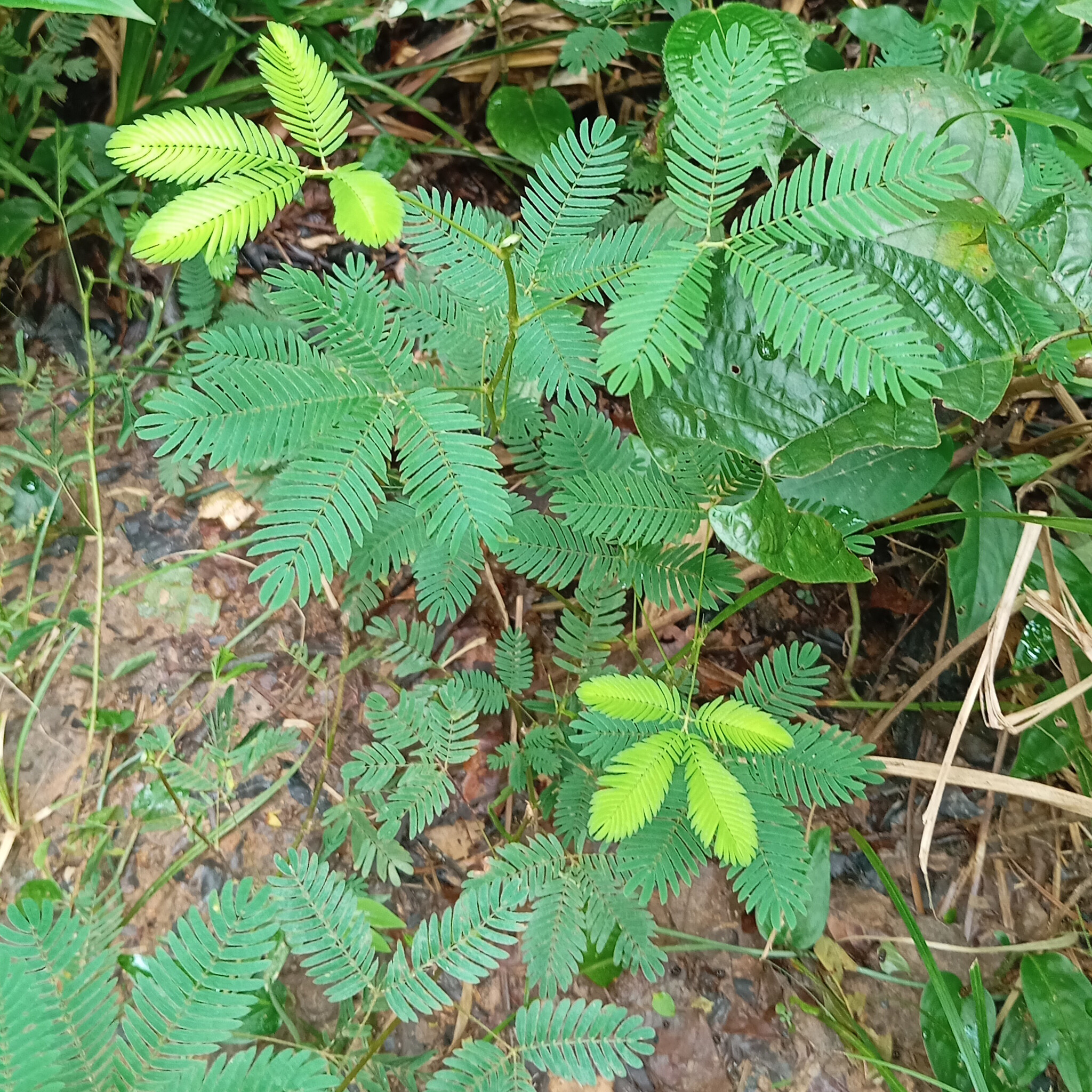 Mimosa pudica
