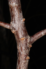 Lumnitzera racemosa image