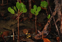 Lumnitzera racemosa image