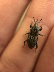 Sphenophorus cariosus