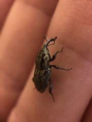 Sphenophorus cariosus