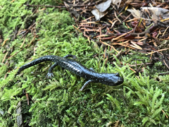 Aneides klamathensis