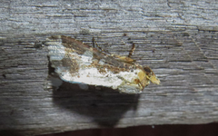 Condica imitata
