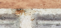 Theridion murarium