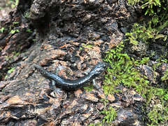 Aneides klamathensis