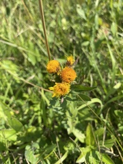 Pentanema asperum, photograph Екатерина Кравцова, CC BY, iNaturalist via GBIF