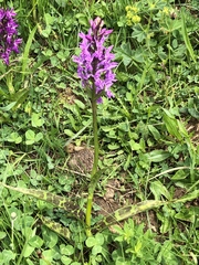 Dactylorhiza maculata