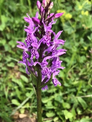 Dactylorhiza maculata