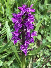 Dactylorhiza maculata