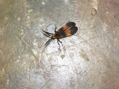 Correbidia