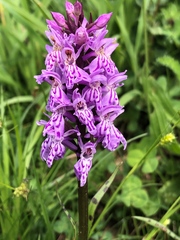 Dactylorhiza maculata