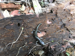 Aneides klamathensis