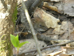 Clethrionomys glareolus