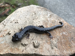 Aneides klamathensis