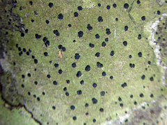 Megalosporaceae
