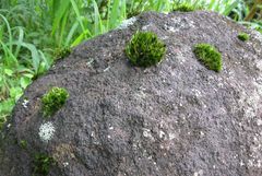 Campylopus umbellatus