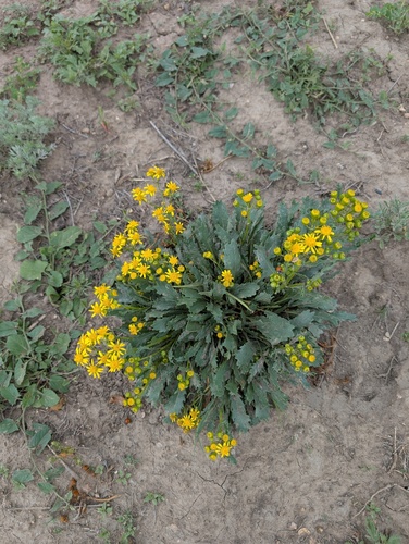 Three-tooth Groundsel (Packera thurberi)