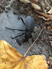 Carabus coriaceus