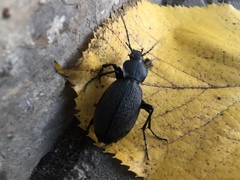 Carabus coriaceus