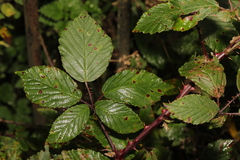 Rubus lindleianus