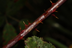 Rubus lindleianus