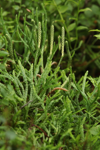 Diphasiastrum X issleri