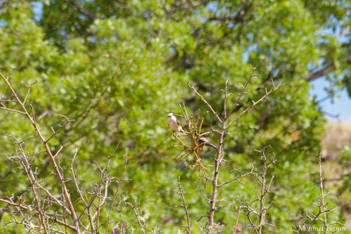 Masked Shrike