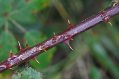 Rubus lindleianus
