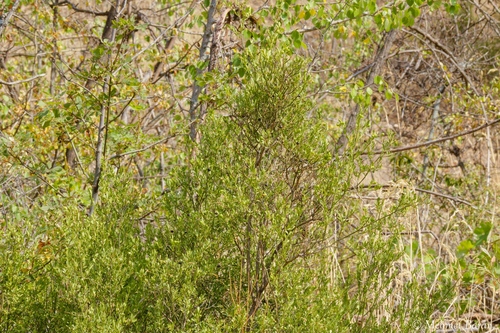 Wild Jasmine