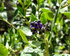 Monnina phillyreoides