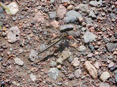 Phanogomphus spicatus