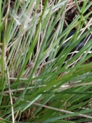 Nassella pulchra