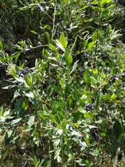 Monnina phillyreoides