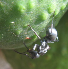 Polyrhachis schlueteri