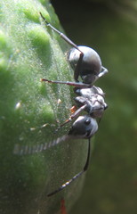 Polyrhachis schlueteri