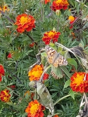 Vanessa cardui