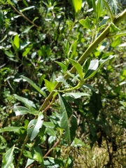 Monnina phillyreoides